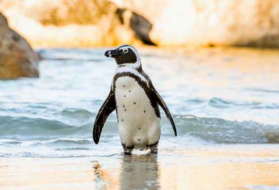 Boulders beach pingvini Cape Town Juzna afrika potovanje