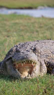 Crocodile in Chovbe national park