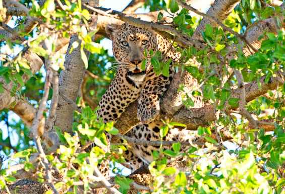Leopard na drevesu v Tanzaniji