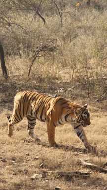 Tiger Indija Safari