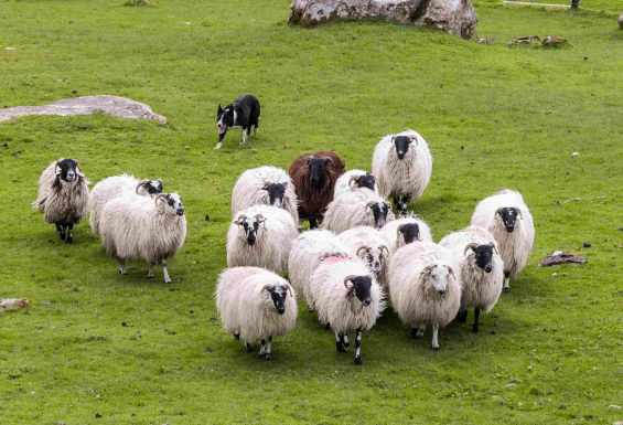 Dog-sheep-trial-Irska-Potovanje