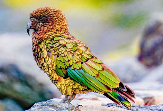Kea papige