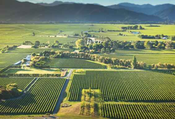 Pogled na vinograde