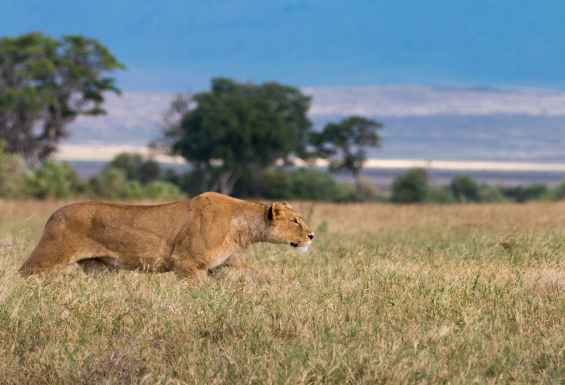 Tanzanija safari potovanje