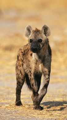 pegasta hijena v NGORONGORO parku v Tanzaniji