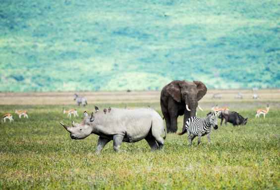Nosorog v NGORONGORO kraterju v Tanzaniji