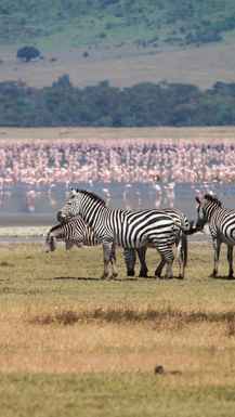 NGORONGORO Krater Tanzanija zebre in flamingo
