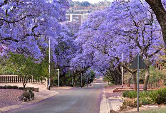 Pretoria Jakaradna drevesa Juzna Afrika