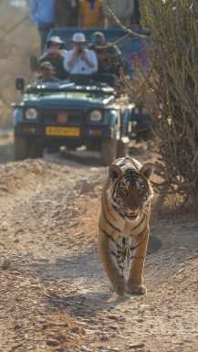 Indija Tiger safari