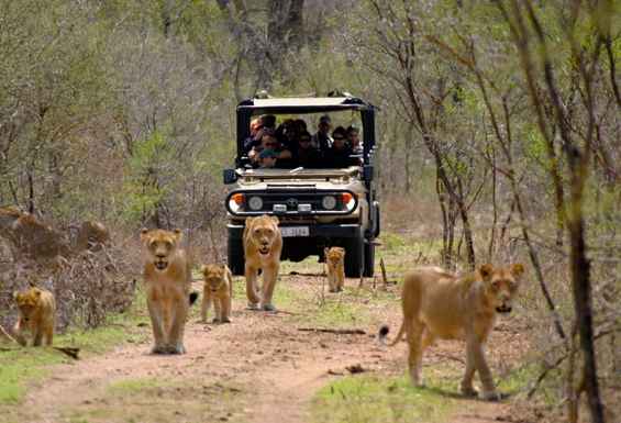 Kruger park safari jeep levi Juzna Afrika potovanje Condor Travel