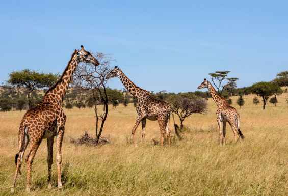 Safari-potovanje-afrika-in-viktorijini-slapovi-žirafe