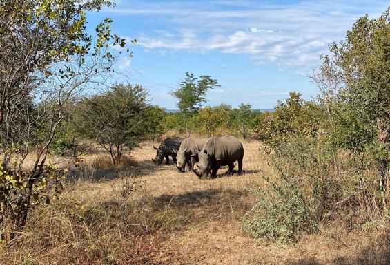 Nosorogi Safari potovanje Juzna afrika viktorijini slapovi in Bocvana Condor Travel