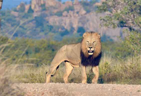 Lev Juzna Afrika Safari potovanje