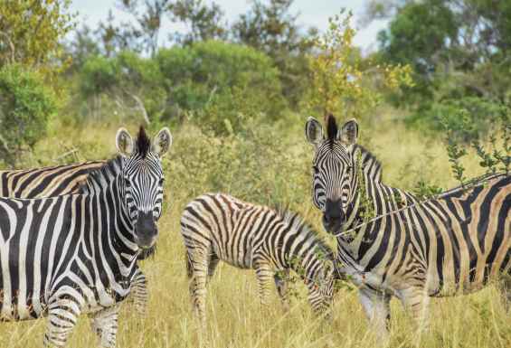Safari-potovanje-afrika-in-viktorijini-slapovi-zebre