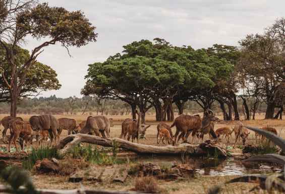 Serengeti np v Tanzaniji