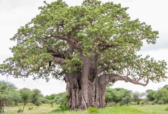 Baobab v Tanzaniji