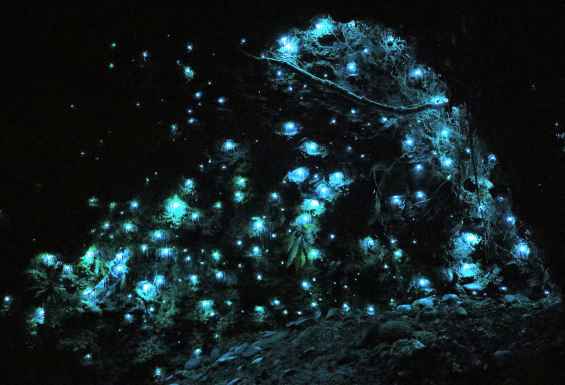 Waitomo glow worms 