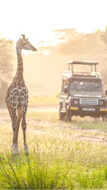 Zirafe v Tarangire NP