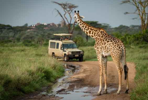 Tanzanija jeep Safari