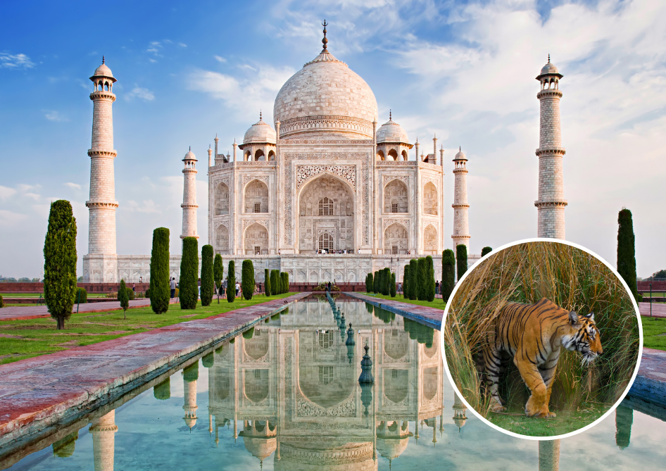Indija Taj Mahal in Safari s tigri