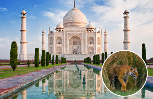 Indija Taj Mahal in Safari s tigri